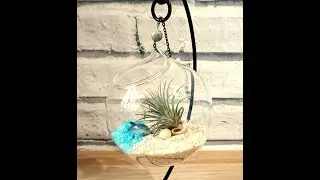 Ways To Display Air Plants