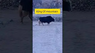 King of the Mountain 🐃🏔️ | Majestic Yak of Gilgit Baltistan #Shorts #yak #shortsfeed #2026 #newyear