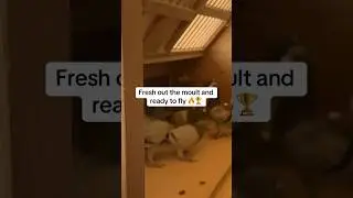 Только что перелиняли и готовы к гонкам 🏁🔥 #шорты
