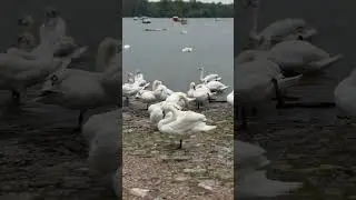 قو