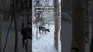 Running Reindeer Ranch in Fairbanks