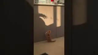 Cat Plays with Owner's Shadow in Energetic Chase