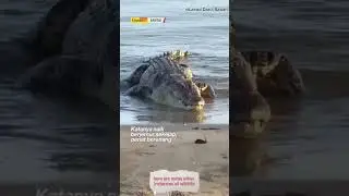 The Case of Climate Change and Loss of Biodiversity - The Stray crocodiles in Tasik Shah Alam