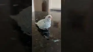 Apollo I | #bird #viral #cute #shorts