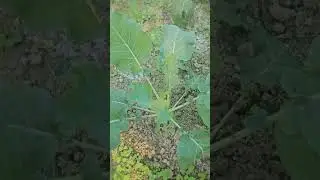my daily life ❤️ #assam #assamese #dailyvlog #garden #gardening