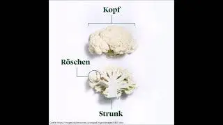 Tanz des l&uuml;sternen Kr&auml;uterkenners