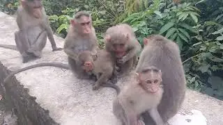 Baby Monkey Cute Baby Monkey, cute monkeys Playing video #monkey #manga #bandar #monkeyplaying 