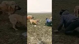 #dog #funny #3danimition #3dnimation #vfxmemes #animals