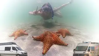 Starfish Beach: Look but don't touch [BOCAS DEL TORO] #Panamerican #Highway #Vanlife