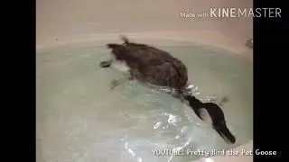 Pet Goose won't get out of the Bath! Funny!!!