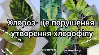 Хлороз у цитрусів: розбираємось разом у зимовому саду 🏡🌱🍋