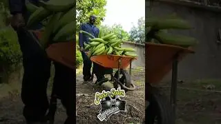 THIS IS HOW FARMER'S GO TO WORK.ST MARY JAMAICA 🇯🇲