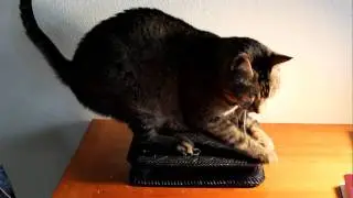 Idgit the Bible-Thumping Cat