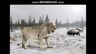 Eurasian Cave Lion Sounds
