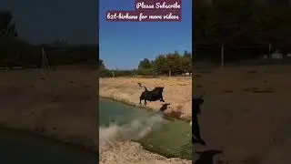 Is that adrenaline works? The bull is jumping over the water.