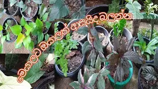 මෙයාලට ඔයාලත් ආසයිද බලන්න.🥰