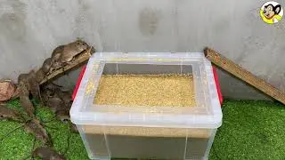 Simple mousetrap with a bucket of water 🐭 15 Mice in Trapped one night 🐀 Best mouse/ Rat Trap 🐀