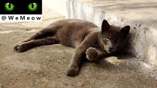 Dark Grey Cat