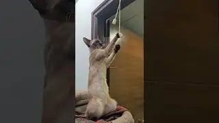 #siamese #cat #sushi #india #cute #exoticpets #pets #candid