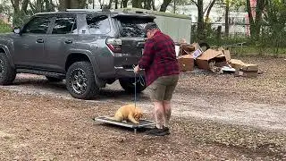 Bella - Training 
