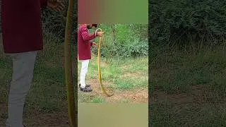 indian rat snake back in the wild #dhamansaamp #ratsnake #animalrescue #wildlife
