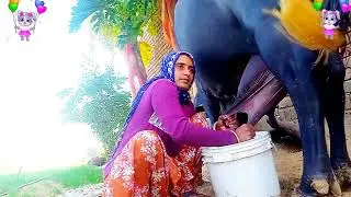 Beautiful women milking and feeding buffalo 🐃 buffalo milking by hand 👌#farming #villagelife #vlog 