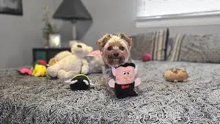 Хаос йорков: летающие игрушки, команды лая и спасение щенков🐶🚀 #смешныесобаки #милаясобака #глупа...