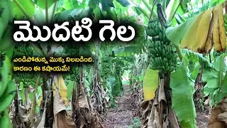 E437 | అరటి మొక్క బతకడానికి చేయని ప్రయత్నం లేదు! |#gramabazaar | 94912 78836, 833 1800 100