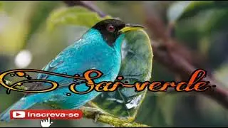 Canto do Sai-verde (Nome cient&iacute;fico:&nbsp;Chlorophanes spiza