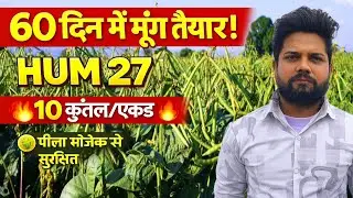 60 दिन में मूंग की बंपर पैदावार | HUM 27 मूंग की पूरी खेती | 10 क्विंटल/एकड़ गारंटी