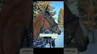 Пх =) #horse #schleich #schleichhorses #subscribe #конныйспорт #лошади #эдит #horseriding #переписка