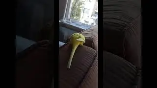Little bird always up to mischief #bird #budgies #birds #mischief #parrot #parrots