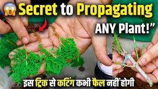 Complete Guide to Propagating Plants Indoors & Outdoors | How to Propagate Plants | Plants Cuttings