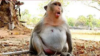 Funny face of pregnant monkey she has big pregnancy hope she give a birth soon