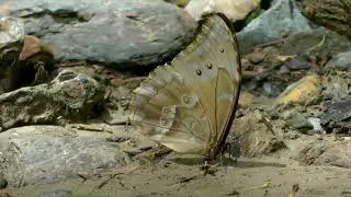 Morpho godartii from Yungas