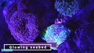 Glowing seabed | Ocean Ambient Music | Underwater Sounds.