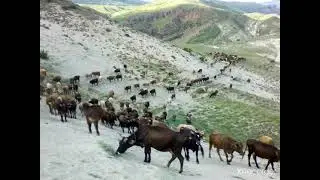 AŞIK MEVLÜT İHSANİ TÜRKÜLERİ