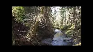 Porter Creek Falls, Capital State Forest, WA