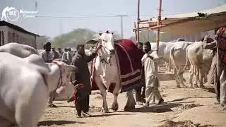 Winner of Sibi Mela 2018