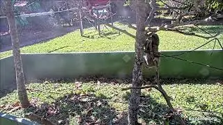 The three toed sloth in rehab in the trees with Binx & Elmo - 03/30/24 - SlothTV via explore.org