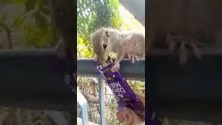 daku squirrel😅, #reels #ytshorts #shorts #chocolate #squirrel
