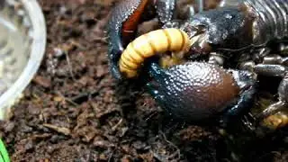 Шок! Кормление скорпиона Pandinus Imperator, они едят клешнями?