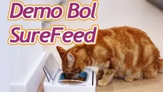 D&eacute;monstration du bol herm&eacute;tique SureFeed - Gamelle pour chat et chien