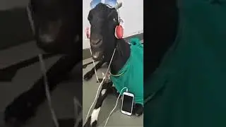 I can't kill myself funny African Goat.