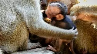 Break heart!!, Poor baby Mia Super Cry Loudly Coz Angry Mom Dee Dee Bite.
