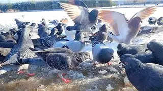 The snow has come. We feed the pigeons on a frozen lake❄️🕊🍴🍞