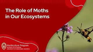 The Role of Moths in our Ecosystems