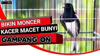 KACER MALAS GAK MAU BUNYI DI JAMIN GAMPANG ON DENGAR SUARA PANCINGAN INI - BONJOL KICAU