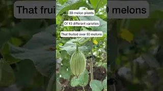 15 Melon Varieties In One Raised Beds!