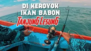 Di Keroyok‼️Ikan Babon Tanjung Lesung Sampai Ga Sempat Makan